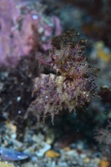 red sea horse in the mediterranena sea