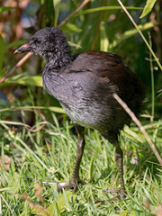 Entenküken hält Ausschau im Gras