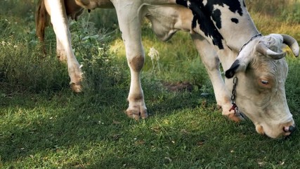 White young calf tied to a chain on a green lawn chewing grass. Grazing, Cows, Cattle, Farm Animals