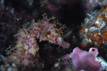 red sea horse in the mediterranena sea