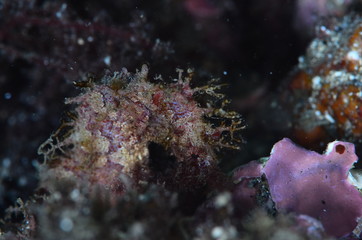 red sea horse in the mediterranena sea