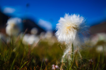 Obraz na płótnie Canvas Closeup of white flowers in Svalbard, Norway.