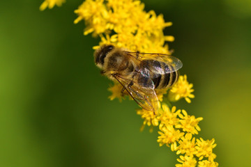 Macrophotography of bee polinating yellow flower in blossom 