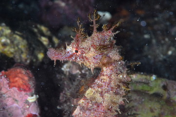 underwatrer photography in the mediterranean sea