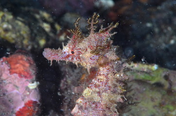 underwatrer photography in the mediterranean sea