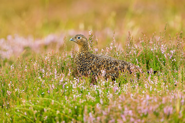 Red Grouse facing left in natural habitat of blooming pink heather on a Grouse Moor.  Scientific name: Lagopus lagopus.  Horizontal.  Space for copy.