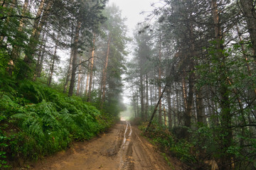 Dirty, country road through mountain forest