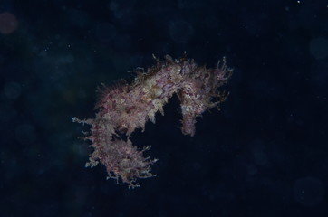 underwatrer photography in the mediterranean sea