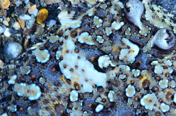 underwatrer photography in the mediterranean sea