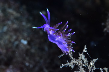 underwatrer photography in the mediterranean sea