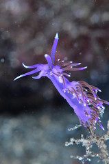 underwatrer photography in the mediterranean sea