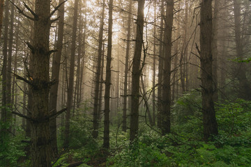 Obraz premium Stunning sunset in evergreen mountain forest