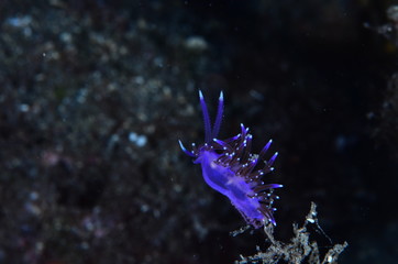 underwatrer photography in the mediterranean sea