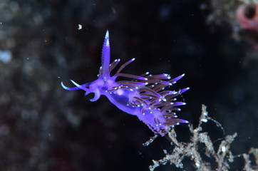 underwatrer photography in the mediterranean sea