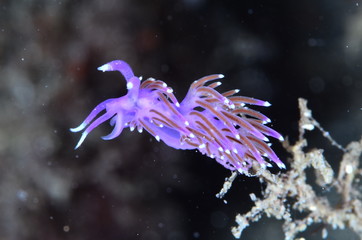 underwatrer photography in the mediterranean sea