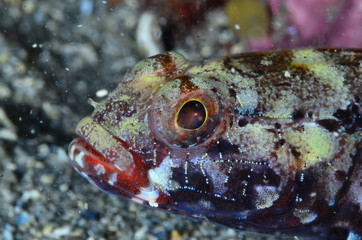 underwatrer photography in the mediterranean sea