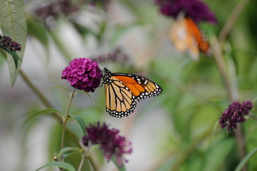 Monarch Butterfly on Purple Butterfly Bush