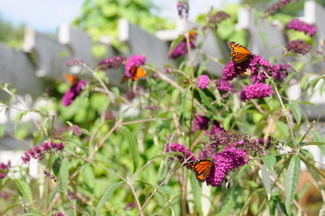 Monarch Butterfly on Purple Butterfly Bush