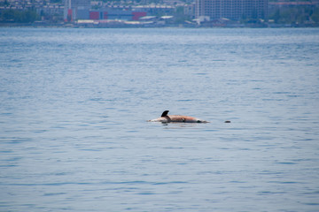 The body of a dead dolphin swims in the sea. dead dolphin in the Cimes bay.