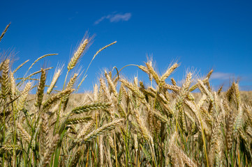 Ripening wheat in a farm field under a blue sky