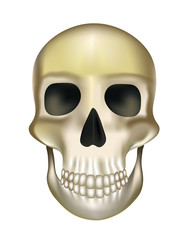 Old human skull. vector illustration