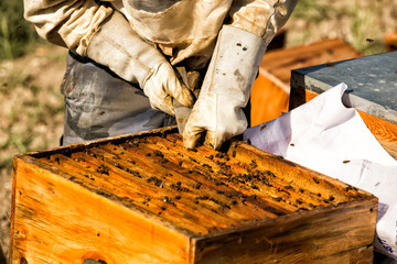Beekeeper who in protective workwear is inspecting honeycomb frame at apiary. Beekeeping concept. Beekeeper is harvesting honey