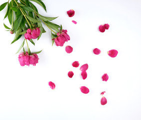 red blooming peonies with green leaves, petals on a white background