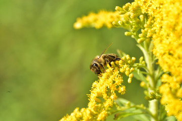Macrophotography of bee polinating yellow flower in blossom 