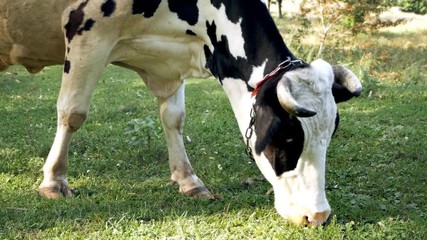 White young calf tied to a chain on a green lawn chewing grass. Grazing, Cows, Cattle, Farm Animals