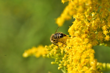Macrophotography of bee polinating yellow flower in blossom