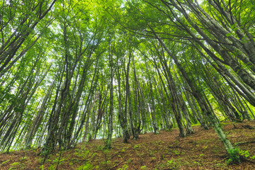 Beautiful, untouched beech mountain forest