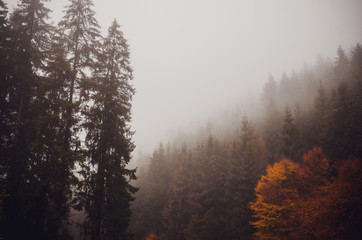 Fototapeta premium Golden forest with fog and warm light