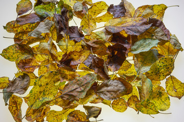 Apfelbaum blätter auf weiß