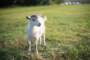 Fototapeta premium A young goat stands in a meadow and looking to the right. Domestic animals, rural life concept. Copy space