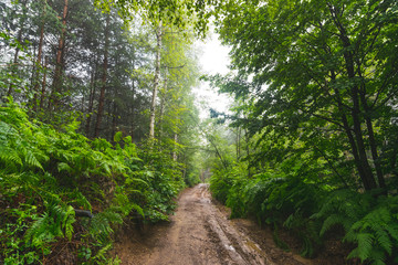Obraz premium Dirty, country road through mountain forest