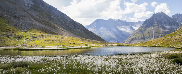 Maerjelensee at the Aletsch Glacier valley with cottengrass at the foreground