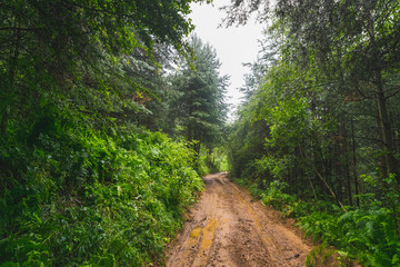 Fototapeta na wymiar Dirty, country road through mountain forest