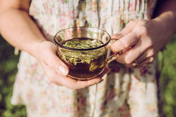 Closeup view of woman hands holding tea cup with common lady's mantle leaf ground infusion tea in...