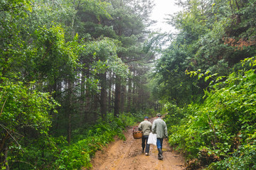 People searching for mushrooms in beautiful untouched mountain forest