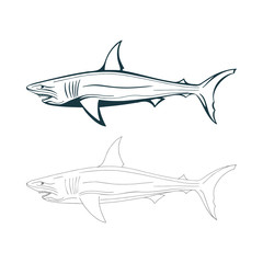 Shark. Sharks hand drawn vector illustrations set. Sketch drawing shark graphics. Part of set.