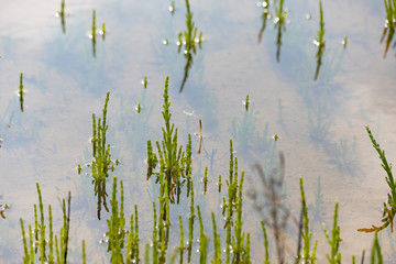 Salicornia europaea in salt marsh in Normandy France