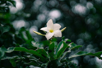 flower in garden