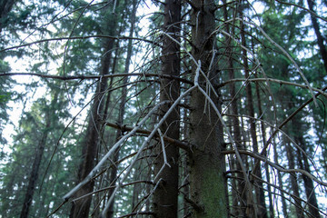 Fototapeta premium Dry trees in the forest