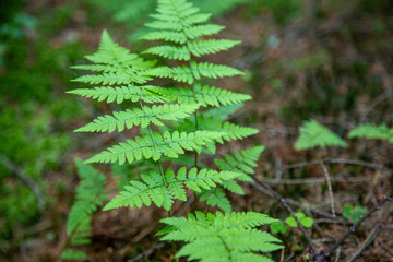 Green fern in the forest