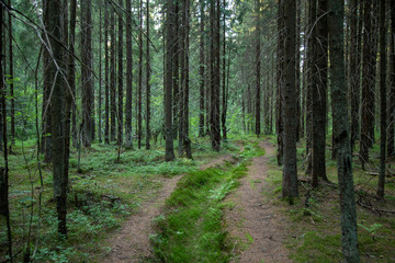 Fototapeta premium Overgrown country road in the forest