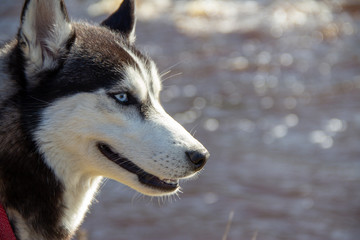 Portrait of a beautiful dog husky breed