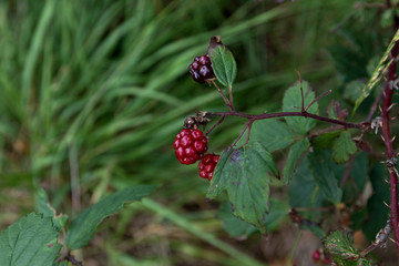 nahansicht auf wilde brombeeren im moor in Herzlake emsland deutschland fotografiert beim gang durch das moor an einem sonnigen tag