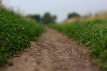 green grass close-up at the dirt road in the field