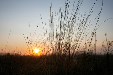 Stalks of dry grass in the meadow in the early morning against the backdrop of the rising sun.