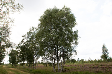 Obraz premium blick auf einige birken bäume im moor in Herzlake emsland deutschland fotografiert beim gang durch das moor an einem sonnigen tag